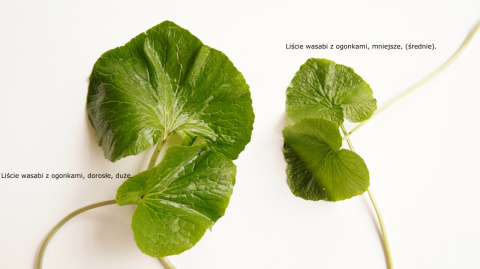 Leaves of wasabi with petioles, adult, large - price per kg Leaves of wasabi with petioles, adult, large - price per kg