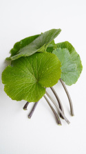 Leaves of wasabi with petioles, adult, large - price per kg