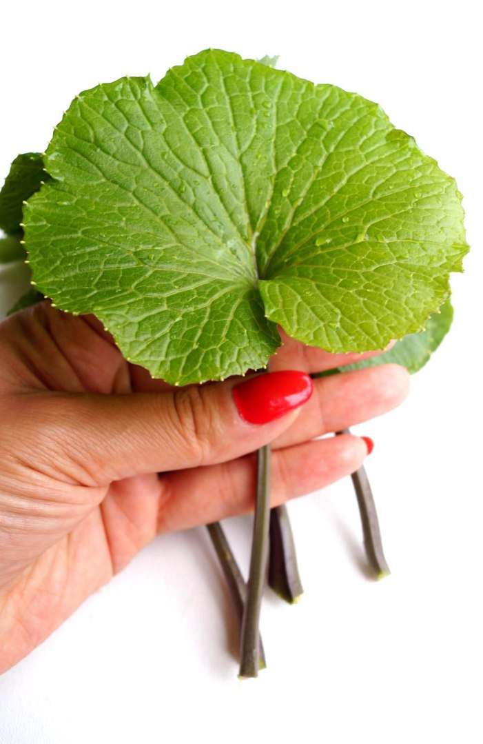 Wasabi leaves with petioles, smaller, (medium) - price per kg