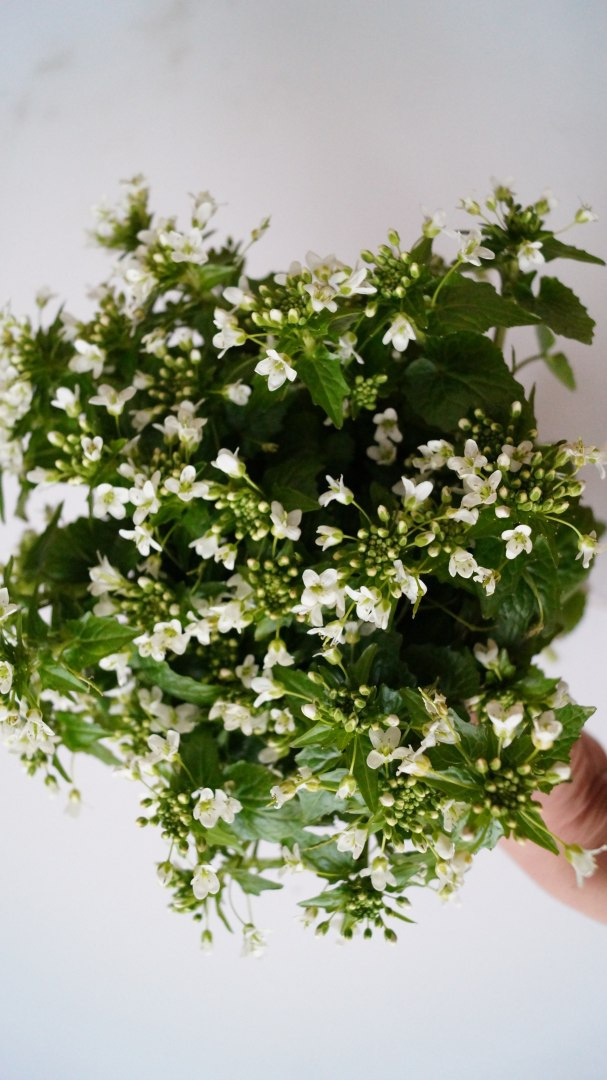 Flower shoots of wasabi 15-20 cm - price per kg